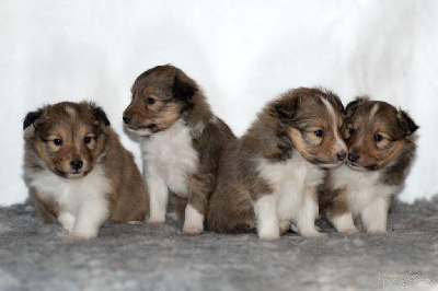 Du Monde D'Eden - Shetland Sheepdog - Portée née le 06/12/2023